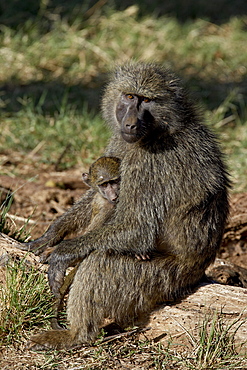 Olive baboon (Papio cynocephalus anubis) mother and infant, Samburu National Reserve, Kenya, East Africa, Africa