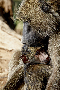 Olive baboon (Papio cynocephalus anubis) mother and infant, Samburu National Reserve, Kenya, East Africa, Africa