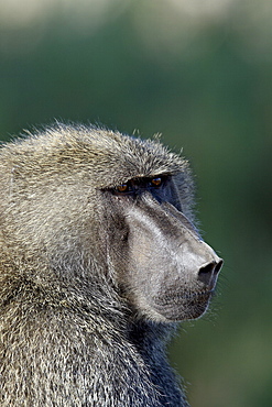 Olive baboon (Papio cynocephalus anubis), Samburu National Reserve, Kenya, East Africa, Africa