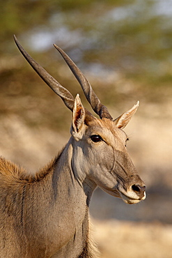 Common eland (Taurotragus oryx), Kgalagadi Transfrontier Park, encompassing the former Kalahari Gemsbok National Park, South Africa, Africa