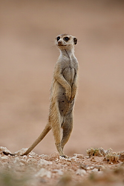 Meerkat (Suricate) (Suricata suricatta), Kgalagadi Transfrontier Park, encompassing the former Kalahari Gemsbok National Park, South Africa, Africa