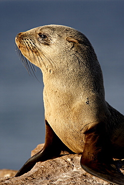 Cape fur seal (South African fur seal) (Arctocephalus pusillus), Elands Bay, Western Cape Province, South Africa, Africa