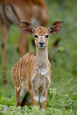 Baby nyala (Tragelaphus angasii), Imfolozi Game Reserve, South Africa, Africa