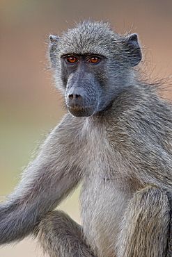 Chacma baboon (Papio ursinus), Kruger National Park, South Africa, Africa