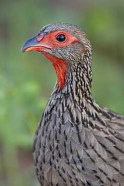 Swainson's francolin (Swainson's spurfowl) (Pternistes swainsonii), Kruger National Park, South Africa, Africa