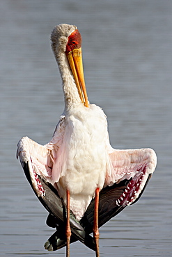 Yellow-billed stork (Mycteria ibis) preening, Kruger National Park, South Africa, Africa