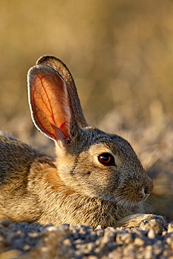 Desert cottontail (Sylvilagus auduboni), Wind Cave National Park, South Dakota, United States of America, North America