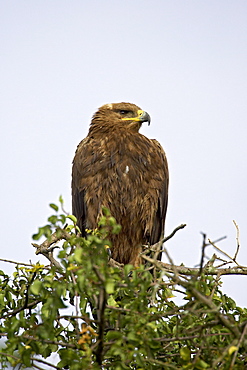 Steppe eagle (Aquila nipalensis), Serengeti National Park, Tanzania, East Africa, Africa