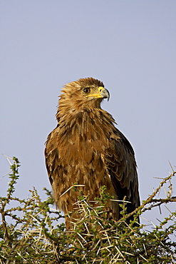 Tawny eagle (Aquila rapax), Serengeti National Park, Tanzania, East Africa, Africa