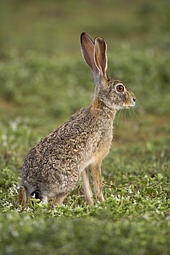 African hare or Cape hare or brown hare (Lepus capensis), Serengeti National Park, Tanzania, East Africa, Africa