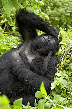 Mother and infant mountain gorilla (Gorilla gorilla beringei), Amahoro A Group, Volcanoes National Park, Rwanda, Africa