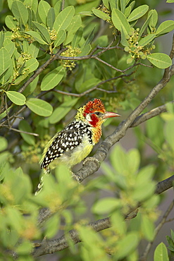 Male red-and-yellow barbet (Trachyphonus erythrocephalus), Samburu National Reserve, Kenya, East Africa, Africa