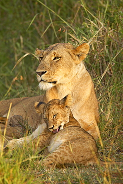 Lioness (Panthera leo) with cub, Masai Mara National Reserve, Kenya, East Africa, Africa