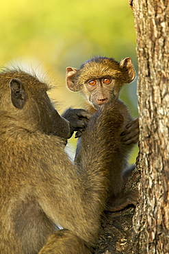 Infant chacma baboon (Papio ursinus) being groomed, Kruger National Park, South Africa, Africa