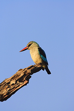 Woodland kingfisher (Halcyon senegalensis), Kruger National Park, South Africa, Africa