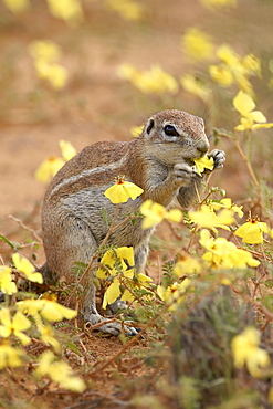 Cape ground squirrel (Xerus inauris) eating yellow wildflowers, Kgalagadi Transfrontier Park, encompassing the former Kalahari Gemsbok National Park, South Africa, Africa