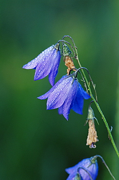 Harebell (Campanula rotundifolia), Grand Teton National Park, Wyoming, United States of America, North America