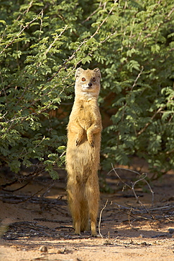 Yellow mongoose (Cynictis penicillata), Kgalagadi Transfrontier Park,encompasing the former Kalahari Gemsbok National Park, South Africa, Africa