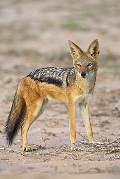 Black-backed jackal (silver-backed jackal) (Canis mesomelas), Kgalagadi Transfrontier Park, encompasing the former Kalahari Gemsbok National Park, South Africa, Africa