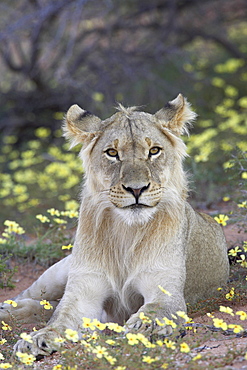 Young male lion (Panthera leo) resting among yellow wildflowers, Kgalagadi Transfrontier Park, encompasing the former Kalahari Gemsbok National Park, South Africa, Africa