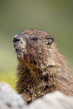 Yellowbelly marmot (Marmota flaviventris) near Cinnamon Pass, Uncompahgre National Forest, Colorado, United States of America, North America