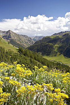 Wildflowers and mountains near Cinnamon Pass, Uncompahgre National Forest, Colorado, United States of America, North America