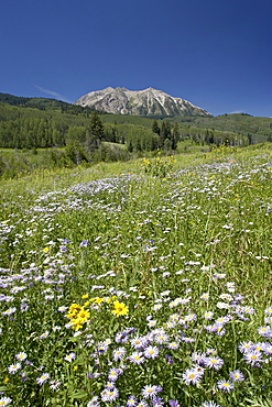 Field of showy daisy (Erigeron speciosus), Grand Mesa-Uncompahgre-Gunnison National Forest, Colorado, United States of America, North America