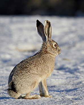 Blacktail Jackrabbit (Lepus californicus) in the snow, Antelope Island State Park, Utah, United States of America, North America