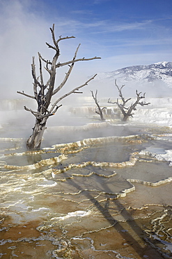 Main Terrace Hot Spring in winter, Yellowstone National Park, UNESCO World Heritage Site, Wyoming, United States of America, North America