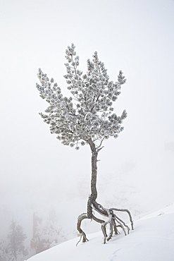 Lone pine tree at Sunrise Point covered with hoar frost on a foggy morning, Bryce Canyon National Park, Utah, United States of America, North America