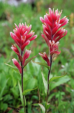 Paintbrush, Banff National Park, Alberta, Canada, North America