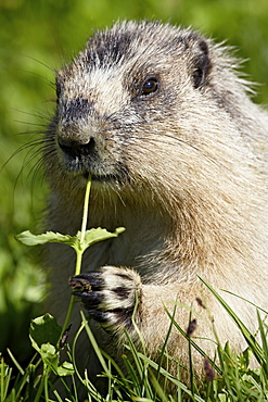 Hoary marmot (Marmota caligata), Glacier National Park, Montana, United States of America, North America