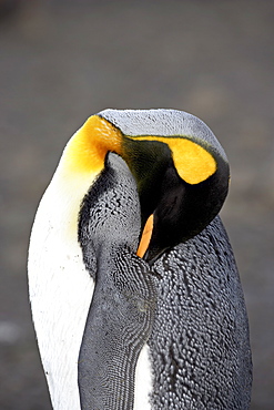 King penguin (Aptenodytes patagonica) sleeping, Salisbury Plain, South Georgia, Polar Regions