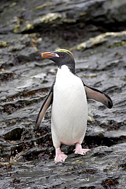 Macaroni penguin (Eudyptes chrysolophus), Royal Bay, South Georgia, Polar Regions