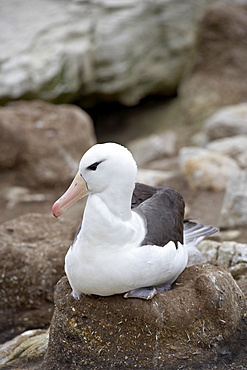 Black-browed albatross (Diomedea melanophris) on nest, New Island, Falkland Islands, South America