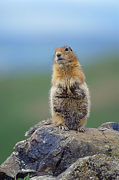 Arctic squirrel (Citellus parry), Denali National Park, Alaska, United States of America, North America