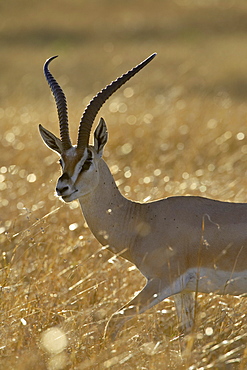 Grant's gazelle (Gazella granti), Masai Mara National Reserve, Kenya, East Africa, Africa