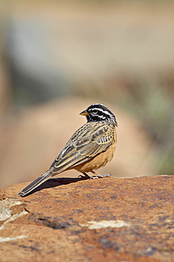 Rock bunting (cinnamon-breasted bunting) (Emberiza tahapisi), Mountain Zebra National Park, South Africa, Africa