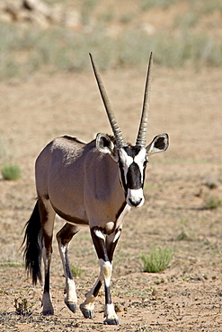 Gemsbok or South African oryx (Oryx gazella), Kgalagadi Transfrontier Park, encompasing the former Kalahari Gemsbok National Park, South Africa, Africa