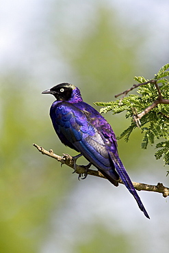 RuppellÕs long-tailed starling (Lamprotornis purpuropterus), Serengeti National Park, Tanzania, East Africa, Africa