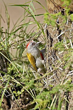 Immature grey woodpecker (Dendropicos goertae), Serengeti National Park, Tanzania, East Africa, Africa