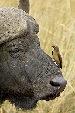 Red-billed oxpecker (Buphagus erythrorhynchus) and Cape buffalo (African buffalo) (Syncerus caffer), Hluhluwe Game Reserve, South Africa, Africa