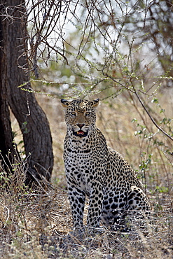 Leopard (Panthera pardus), Samburu National Reserve, Kenya, East Africa, Africa