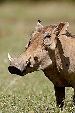 Warthog (Phacochoerus aethiopicus), Samburu National Reserve, Kenya, East Africa, Africa