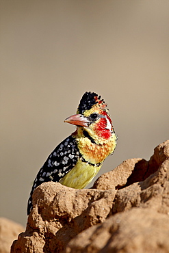 Male red-and-yellow barbet (Trachyphonus erythrocephalus), Samburu National Reserve, Kenya, East Africa, Africa