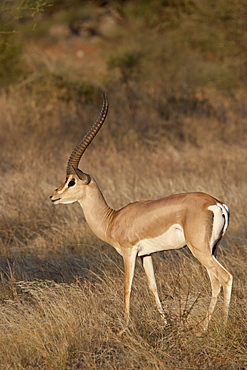 Male Grant's gazelle (Gazella granti), Samburu National Reserve, Kenya, East Africa, Africa