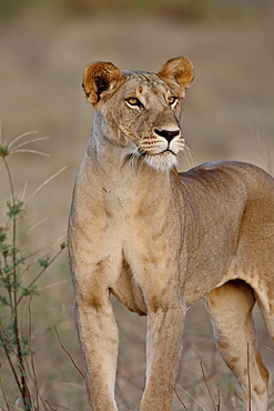 Lioness (Panthera leo), Samburu National Reserve, Kenya, East Africa, Africa