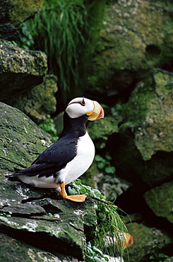 Horned puffin (Fratercula corniculata), St. George Island, Pribilof Islands, Alaska, United States of America, North America