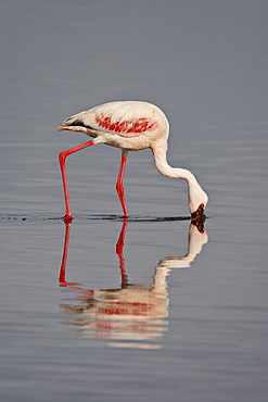 Lesser flamingo (Phoeniconaias minor), Lake Nakuru National Park, Kenya, East Africa, Africa