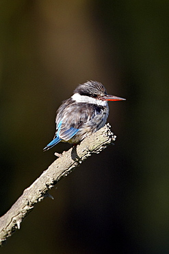 Striped kingfisher (Halcyon chelicuti), Lake Nakuru National Park, Kenya, East Africa, Africa